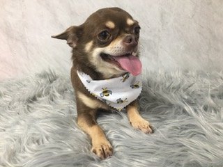Dog with bandana
